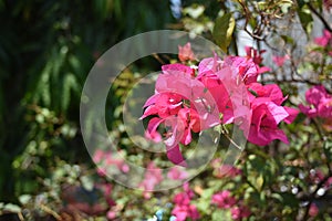 Bougainvillea flower close up, soft focus image photo
