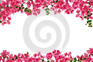 Bougainvillea flower frame on white background ,Provincial flower of phuket thailand.