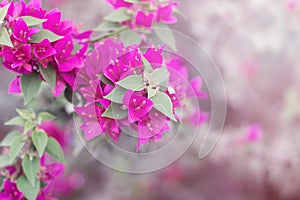 Bougainvillea flower. Horizontal photo of beautiful pink flowers