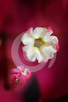 Bougainvillea flower macro