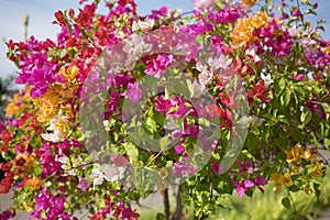 Bougainvillea flower multi color