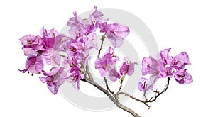 Bougainvillea flower, Paperflower, Pink Bougainvillea flower isolated on white background, with clipping path