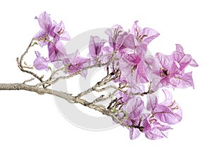 Bougainvillea flower, Paperflower, Pink Bougainvillea flower isolated on white background, with clipping path