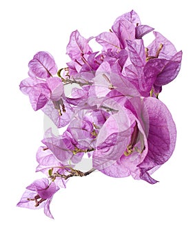 Bougainvillea flower, Paperflower, Pink Bougainvillea flower isolated on white background, with clipping path