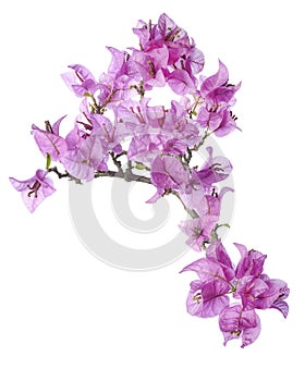 Bougainvillea flower, Paperflower, Pink Bougainvillea flower isolated on white background, with clipping path