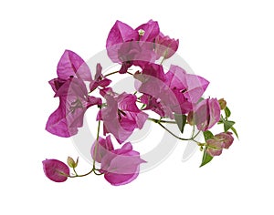 Bougainvillea flower, Paperflower, Pink Bougainvillea flower isolated on white background, with clipping path