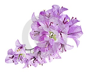 Bougainvillea flower, Paperflower, Purple Bougainvillea flower isolated on white background, with clipping path