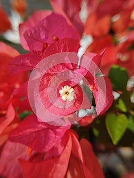 Bougainvillea flower red macro beautifull plant orange