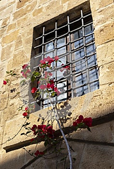 bougainvillea flower tangled in old local window bars.