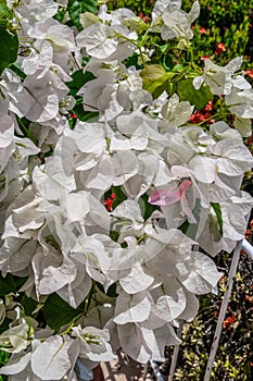 The bougainvillea flowering plant