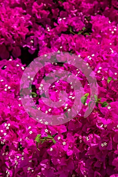 Bougainvillea flowers