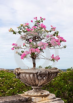 Bougainvillea flowers