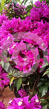 Bougainvillea flowers