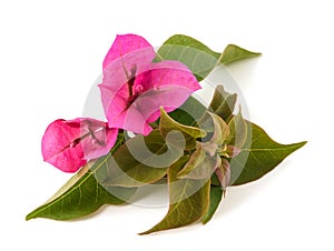 Bougainvillea flowers