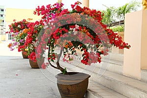 Bougainvillea Flowers