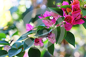 Bougainvillea Flowers