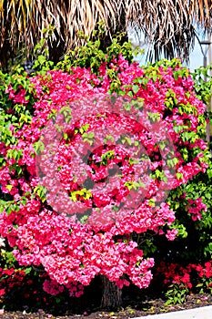 Bougainvillea flowers