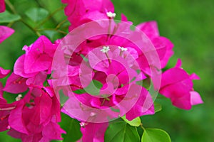 Bougainvillea flowers