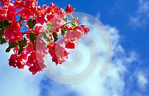 Bougainvillea flowers against the bright blue sky with white clouds