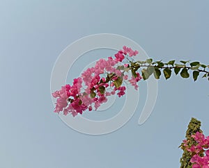 Bougainvillea flowers blooming on the blue sky.