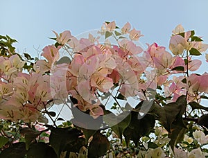 Bougainvillea flowers blooming on the blue sky.