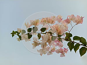 Bougainvillea flowers blooming on the blue sky.