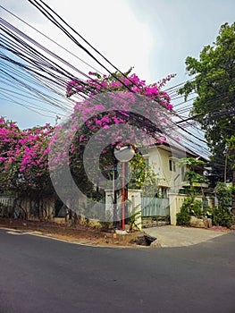 Bougainvillea Flowers blossom over a traffic curve mirror on the corner road.