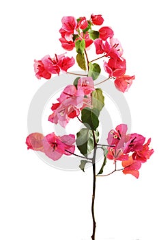 Bougainvillea flowers branch with leaves on a white background.
