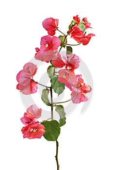 Bougainvillea flowers branch with leaves on a white background.