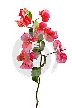 Bougainvillea flowers branch with leaves on a white background.