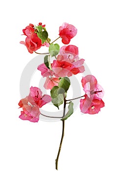 Bougainvillea flowers branch with leaves on a white background.