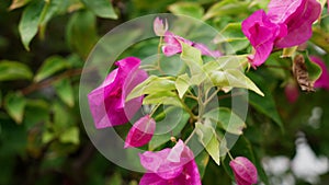 Bougainvillea flowers, Bursting with vibrant colors, these tropical blooms add a touch of exotic beauty to any setting .