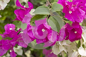 Bougainvillea flowers that decorate the garden