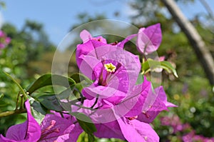 bougainvillea flowers at Dusun Bambu Bandung photo