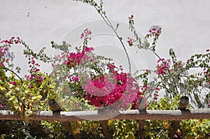 Bougainvillea Flowers in the garden of Monastery of Sao Vicente de Fora from Alfama district in Lisbon