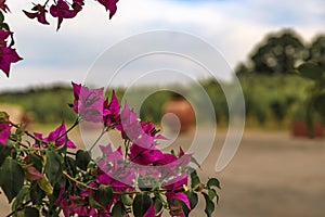 Bougainvillea flowers and grape vines at a vineyard in Chianti, Tuscany, Italy