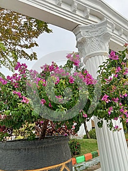 Bougainvillea flowers grow abundantly in the tourist garden