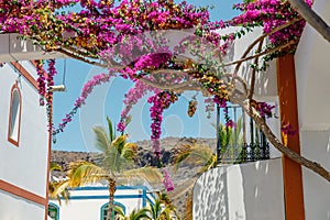 Bougainvillea flowers growing in the streets of Puerto de Mogan. Gran Canaria