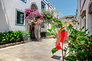 Bougainvillea flowers growing in the streets of Puerto de Mogan. Gran Canaria, Spain