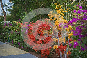 Bougainvillea flowers grows in the garden