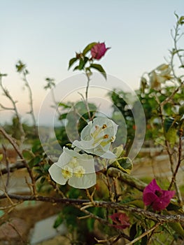 Bougainvillea flowers are inconspicuous white photo