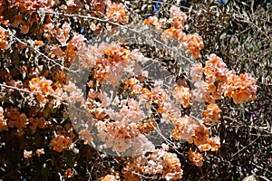 Bougainvillea Flowers in Mexico