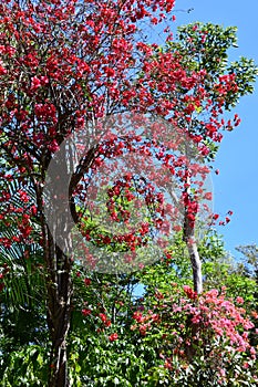 Bougainvillea Flowers in Mexico