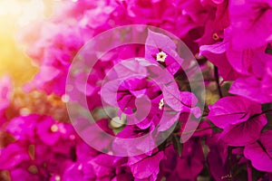 Bougainvillea flowers purple bush or buganvilla, bugambilia, bunga kertas, Napoleon, Santa Rita or Papelillo photo