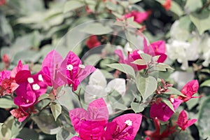 Bougainvillea flowers of purple color