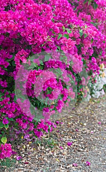 Bougainvillea flowers of various.