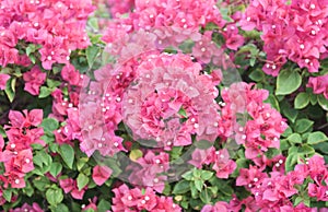 Bougainvillea flowers of various colors