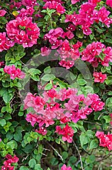 Bougainvillea flowers of various colors