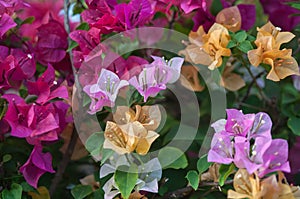 Bougainvillea flowers of various colors