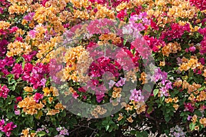 Bougainvillea flowers of various colors